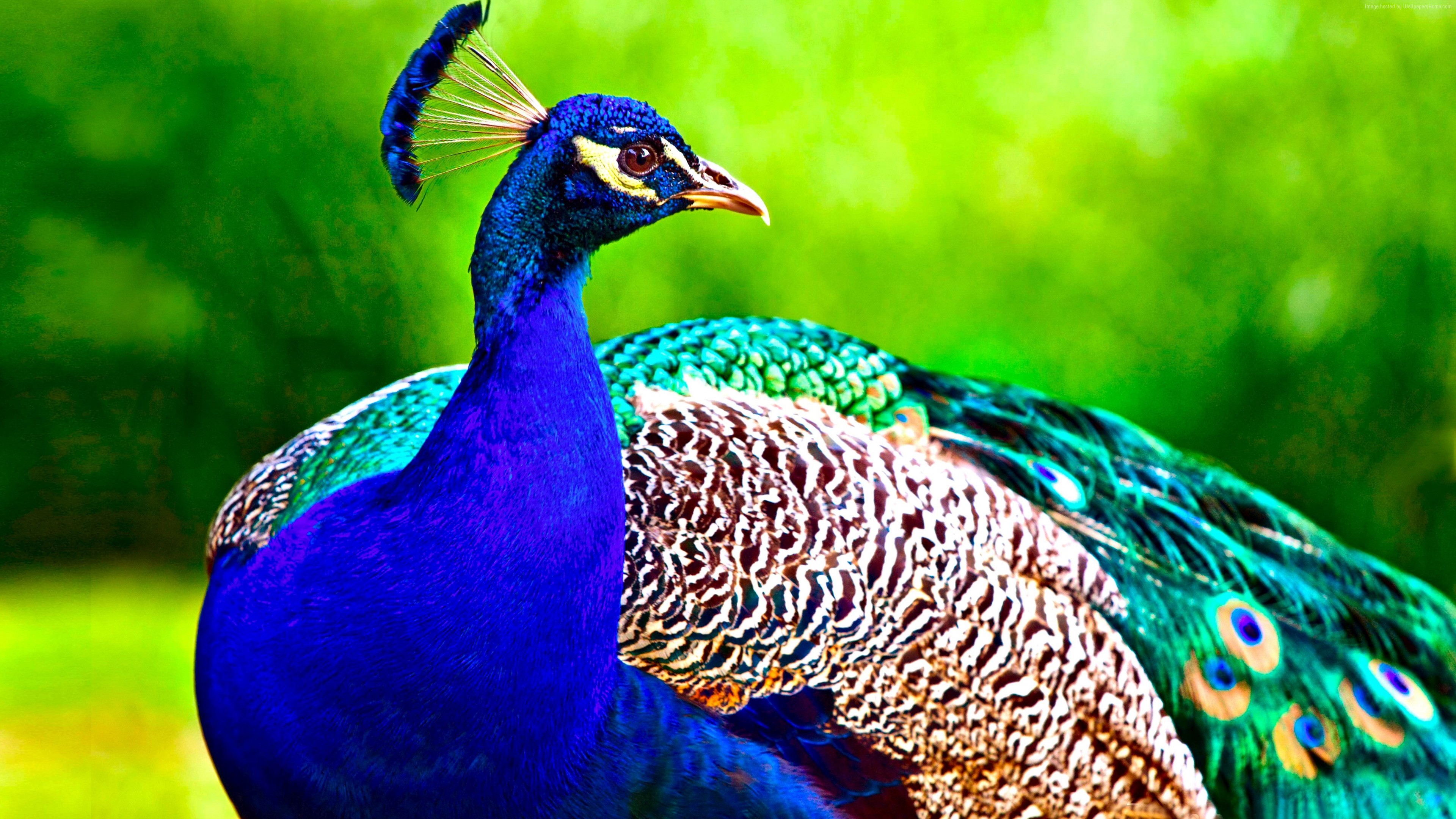 Wallpaper Peacock, feathers, Animals Wallpaper Download - High